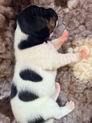 Les chiots de Jack Russell Terrier