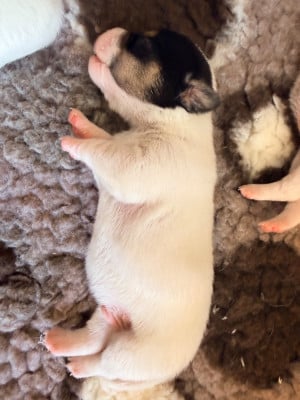 Les chiots de Jack Russell Terrier