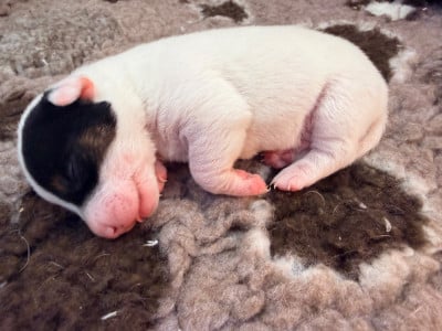 Les chiots de Jack Russell Terrier