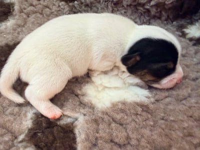 Les chiots de Jack Russell Terrier