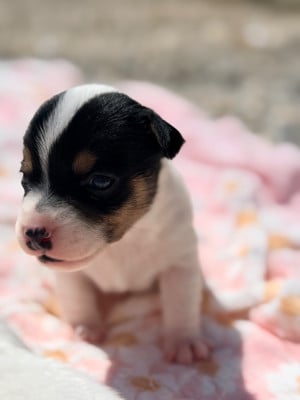 Les chiots de Jack Russell Terrier