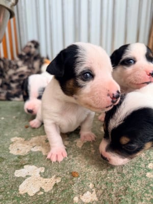 Les chiots de Jack Russell Terrier