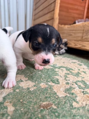 Les chiots de Jack Russell Terrier