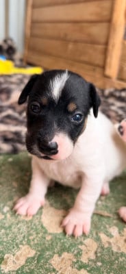 Les chiots de Jack Russell Terrier