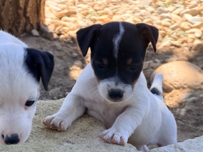 Les chiots de Jack Russell Terrier