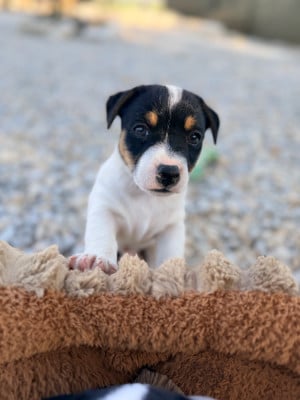 Les chiots de Jack Russell Terrier