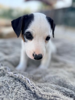 Les chiots de Jack Russell Terrier