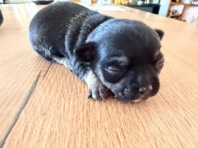 Les chiots de Chihuahua