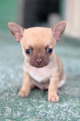Les chiots de Chihuahua