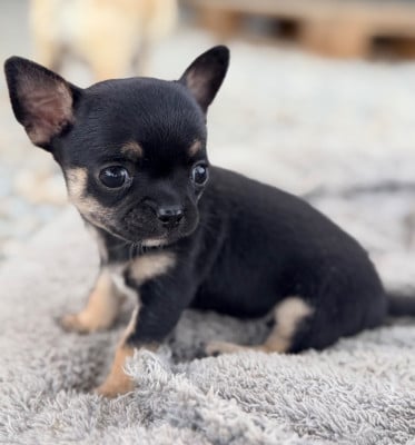 Les chiots de Chihuahua