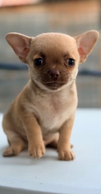 Les chiots de Chihuahua