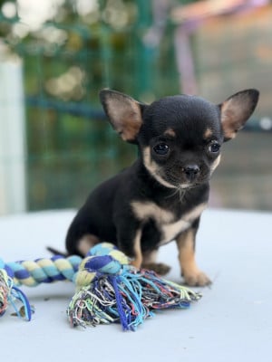 Les chiots de Chihuahua