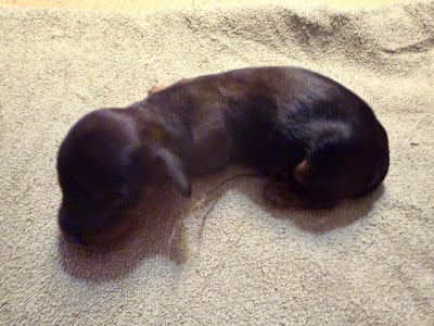 Les chiots de Teckel poil long