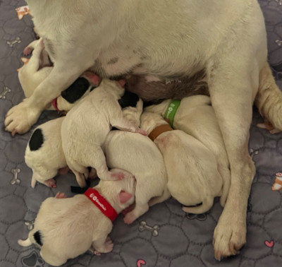 Les chiots de Jack Russell Terrier