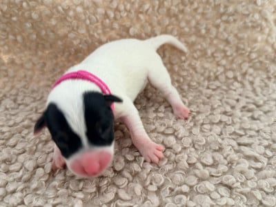 Les chiots de Jack Russell Terrier