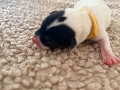 Les chiots de Jack Russell Terrier