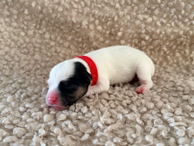 Les chiots de Jack Russell Terrier