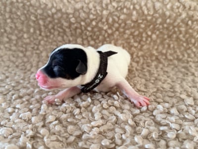 Les chiots de Jack Russell Terrier