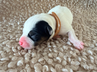 Les chiots de Jack Russell Terrier