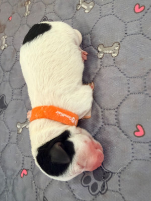 Les chiots de Jack Russell Terrier