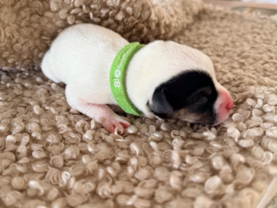 Les chiots de Jack Russell Terrier