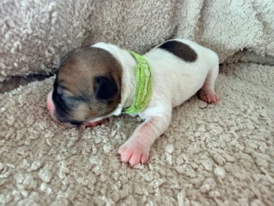 Les chiots de Jack Russell Terrier