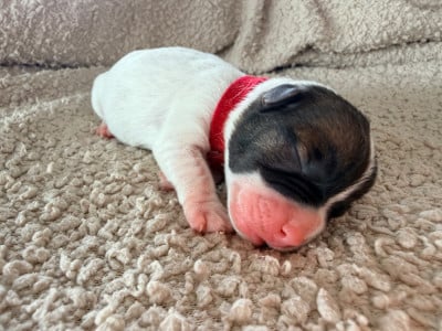 Les chiots de Jack Russell Terrier