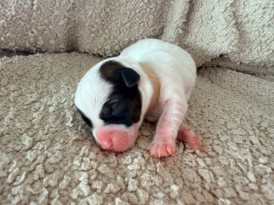 Les chiots de Jack Russell Terrier