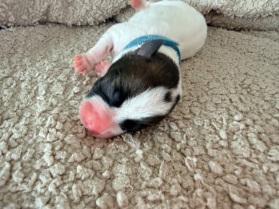 Les chiots de Jack Russell Terrier
