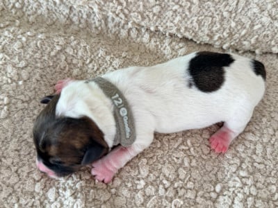 Les chiots de Jack Russell Terrier