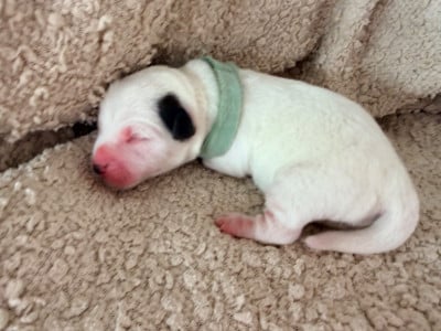 Les chiots de Jack Russell Terrier