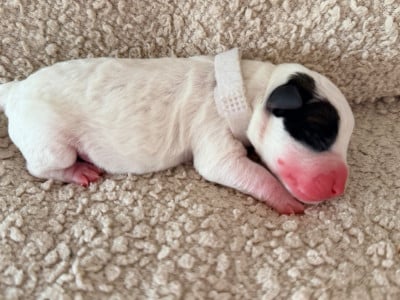 Les chiots de Jack Russell Terrier
