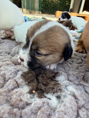 Les chiots de Jack Russell Terrier