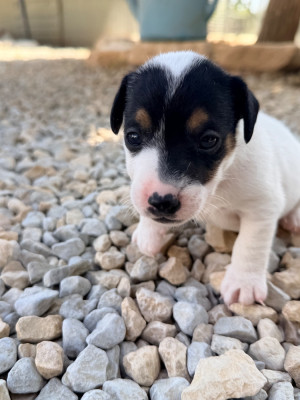 Les chiots de Jack Russell Terrier