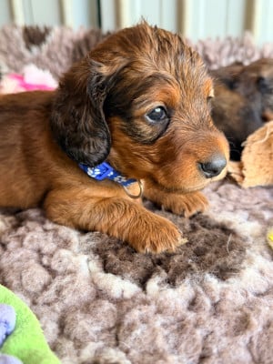 Les chiots de Teckel poil long