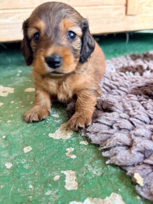 Les chiots de Teckel poil long