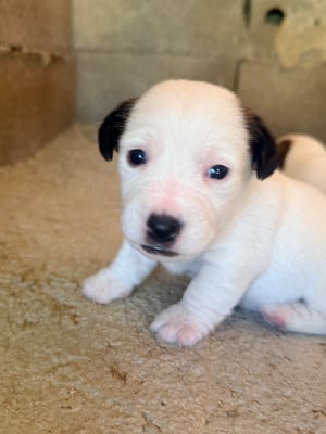 Les chiots de Jack Russell Terrier