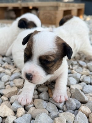 Les chiots de Jack Russell Terrier