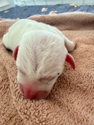 BOHÈME D'IVOIRE - Jack Russell Terrier