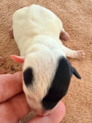 BIJOU REBELLE - Jack Russell Terrier