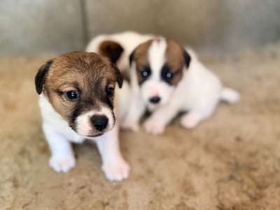 Les chiots de Jack Russell Terrier