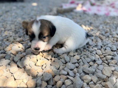 Les chiots de Jack Russell Terrier