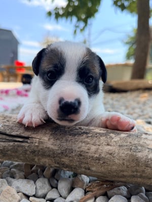 Les chiots de Jack Russell Terrier
