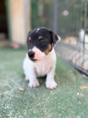 Les chiots de Jack Russell Terrier