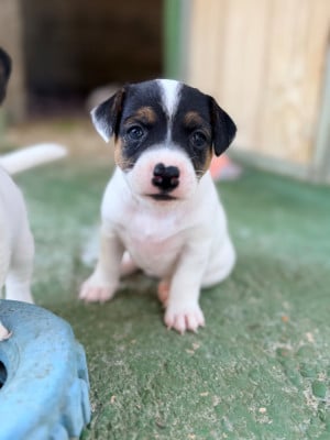 Les chiots de Jack Russell Terrier