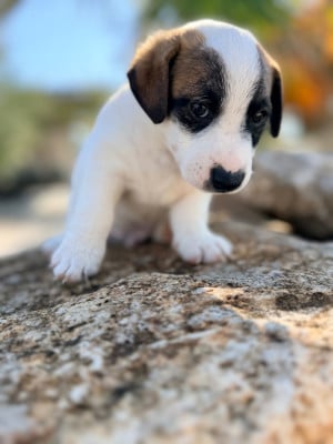 Les chiots de Jack Russell Terrier