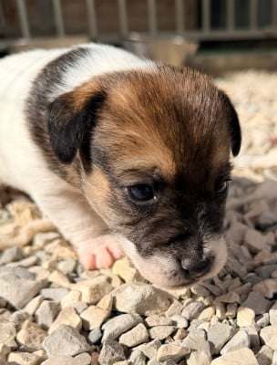 Les chiots de Jack Russell Terrier