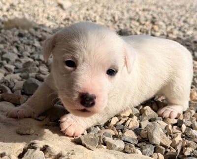 Les chiots de Jack Russell Terrier