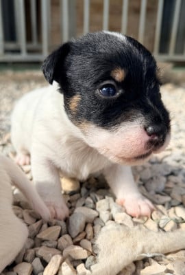 Les chiots de Jack Russell Terrier