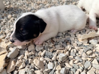 Les chiots de Jack Russell Terrier